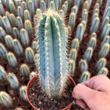 Image result for Cactaceae