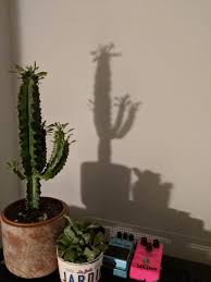 Maybe you would like to learn more about one of these? The Shadow Of This Cactus Looks Like It S Giving The Double Middle Finger Mildlyinteresting
