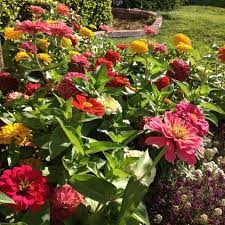 Pin On Gardens