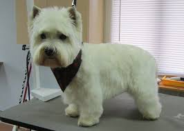 All services will be performed by a certified dog groomer, that took the time to go through training at an accredited grooming school. Groom N Style Westies Westie Haircut Cutest Dog Ever