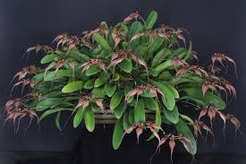 Image result for Rhabdophyllum