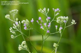 Maybe you would like to learn more about one of these? Plant Identification Closed Id Of This Small Plant With Tiny Purple Flower Please 2 By Pingapple