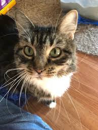 Maine coon kittens in our cattery. Cat For Adoption Tabitha A Maine Coon In Trinity Nc Petfinder