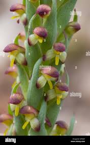 Image result for Holothrix longiflora