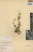 Image result for Hydrocotyle mannii