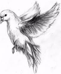 Flying Dove Pencil Drawing Google Search Bird Drawings Sketches Drawings