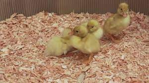 Sa video ay makikita ang pagkakaiba ng cherry valley at grimaud peckin duck pati na din ang bibe.like, share and subscribe!thank you. Metzer Farms Duck And Goose Blog Pekin Ducks