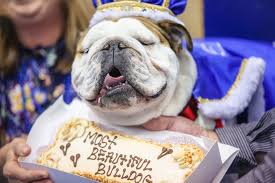 They make me laugh every day. Cinderella Story Unfolds At 39th Annual Beautiful Bulldog Contest Drake University Newsroom