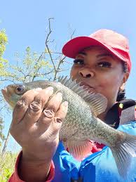 Fishing for Striped Bass at Bois d'Arc Lake