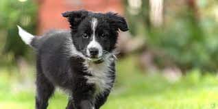 Our puppies come home with a lifetime genetic guarantee for all testable genetic diseases through paw print genetics offered for border collies. Neutering Your Male Dog What Every Owner Needs To Know Daily Paws