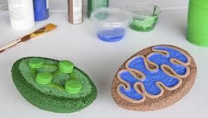 How To Build A 3d Model For Cell Biology Projects Mitochondria Chloroplast Biology Projects Cells Project Animal Cells Model