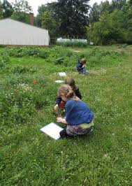 Wiesenprojekt Botanischer Garten Oberholz Webseite