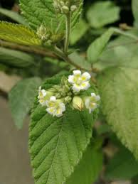 Image result for Melochia