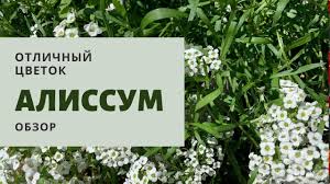 Euphorbia also known as chamaesyce hirta. Alissum Vegetativnyj Snou Princess Uhod I Soderzhanie Spasibo Boris Borisov Klan Sibirskih Cvetochnic