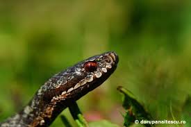 We did not find results for: Filonul De SenzaÈional Din PresÄ Cel Mai Misterios Èarpe UriaÈ Rar Veninos Èi Periculos Din Fauna Romaniei Zoso Blog
