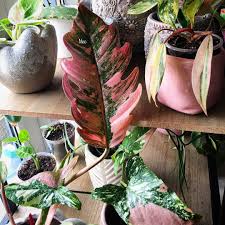 Image May Contain Plant And Flower Variegated Plants Plants Philodendron