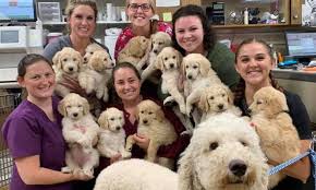It covers not just the basics of the breed, but also reviews various generations and specific care to the breed (such as coat care). Goldendoodle Hypoallergenic Designer Dogs F1 F1b Puppies Info Faqs