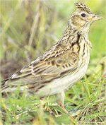 C'est l'espèce la plus répandue en eur. L Alouette Un Oiseau Migrateur