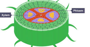 Transport Systems In Plants Http Www Bbc Co Uk Schools Gcsebitesize Science Triple Aqa Transport Systems Transport I Plant Lap Book Plant Study Plant Science