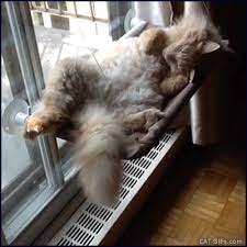 Cats On Web Cat Gif Lazy Cat Best Cat Gifs