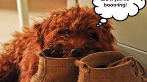 How To Stop A Dog From Eating Shoes And Slippers Pethelpful
