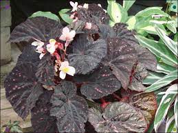 Prim And Proper But Very Dark Rex Begonia Boston Cherries And Chocolate Plants Shade Plants Begonia