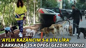 Kopekleri Gezdiriyor Ayda 5 6 Bin Lira Kazaniyorlar 100 E Yakin Musterisi Olan Bile Var Youtube
