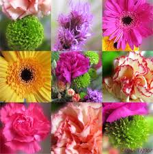 Lily could be a nickname for lillian or lilliana if you're looking for a more formal option. Flowers Flower Colour