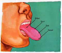 The Taste Bud Map You Learned In School Is Wrong Tastes