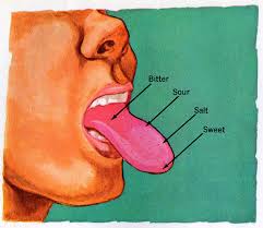 the taste bud map you learned in school is wrong tastes