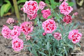 Check spelling or type a new query. Dianthus Flowers How To Grow And Care Dianthus Plants Plantopedia