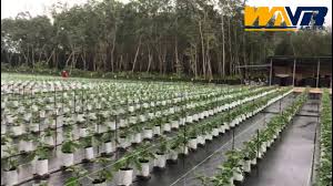 Penanaman fertigasi merupakan pertanian moden yang boleh menjanakan keuntungan kepada usahawan. Kebun Fertigasi Cili Terung Di Pasir Putih Kelantan By Wnr Agro