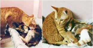 These three little kittens have lost their mittens! Should I Keep The Father Cat With His Baby Kittens At Home Would He Kill Them Or Love Them Quora