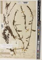 Image result for Otiophora