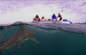 Swimming Safely With Thoughts Of Sharks – World Open Water Swimming  Association