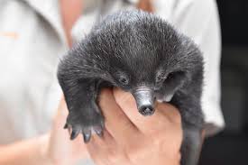 Puggle Baby Echidna Echidna Puggle Echidna Puggle