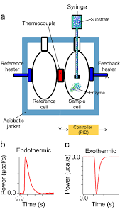 You will find conditions that allow your starch digestion to be complete within this time period. Accurate Label Free Reaction Kinetics Determination Using Initial Rate Heat Measurements Scientific Reports