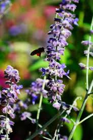 Other common names perovskia 'blue spire'. Blauraute Blue Spire Kaufen Floranza De Ihr Online Pflanzenversand