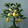Popular varieties include olive, dwarf apple and apricot. 1