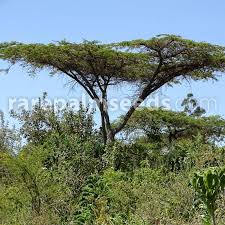 Image result for Acacia abyssinica