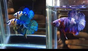 Ikan cupang alam bisa dibilang sebagai leluhur dari ikan cupang modern yang seperti kita kenal sekarang ini. Tidak Kalah Hits Cupang Alam Indonesia Juga Punya Daya Tarik Tersendiri