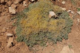 Image result for Cuscuta approximata