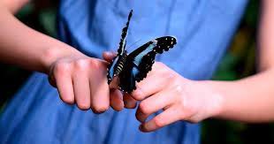 Mariposas Azules Morpho Caracteristicas Y Habitat