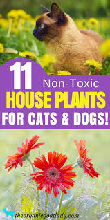 Every now and then bobby and i will get a bouquet of flowers from the grocery this prompted me to do some research on which flowers and plants are toxic to cats. 11 House Plants Safe For Cats And Dogs The Organic Goat Lady