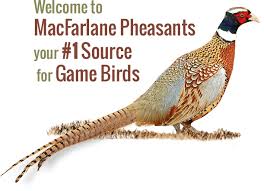 Pin On Game Birds