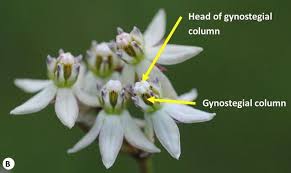 Image result for Asclepias adscendens