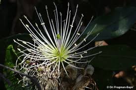 Image result for Maerua triphylla