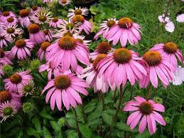 Maybe you would like to learn more about one of these? 25 Echinacea Cone Flower Bright Star Tallest 4 Foot Etsy