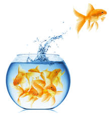 Find deals on products in aquatic pets on amazon. Tankarium Expert Fishkeeping Advice