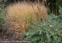 Image result for Panicum eickii